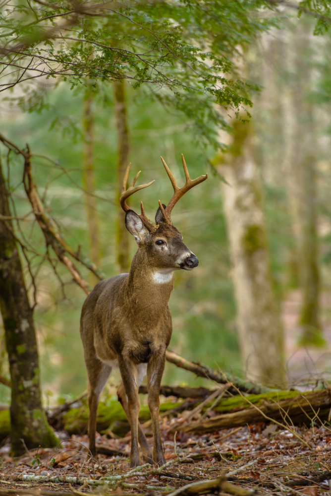 Whitetail Deer Hunting Near Houston — The Experience