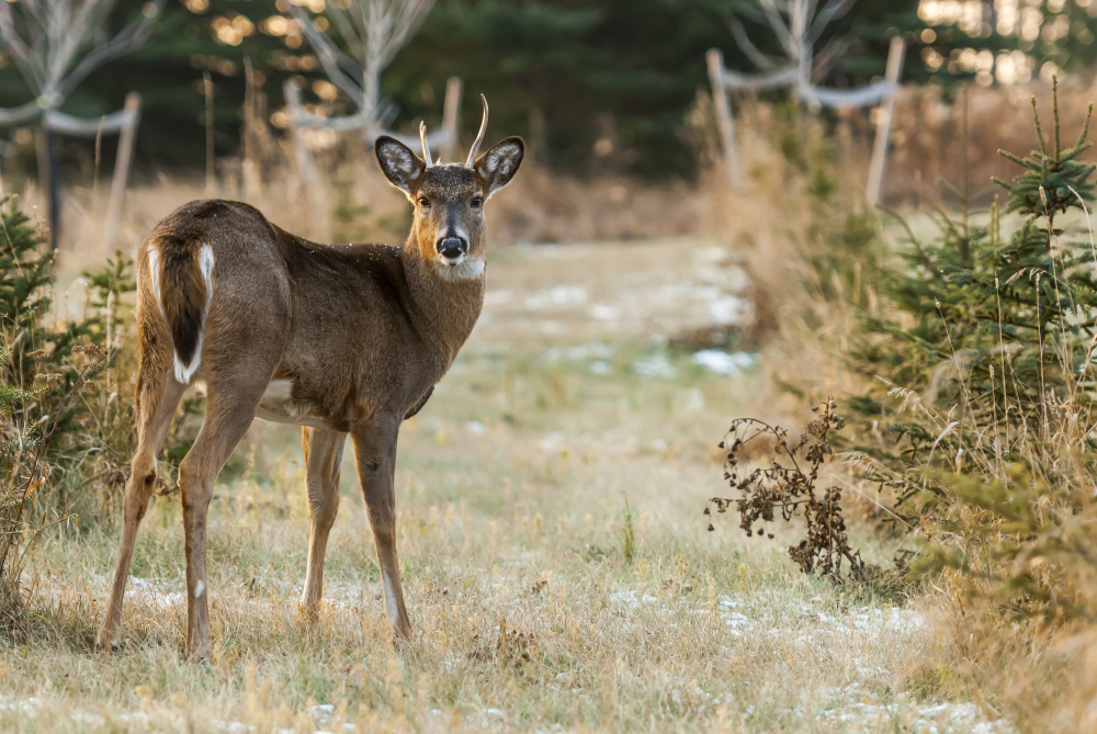 Deer Hunting Trips Designed for Every Hunter