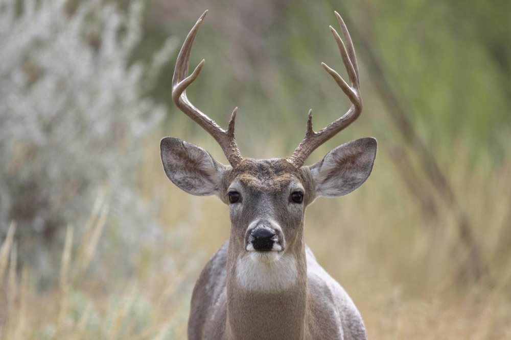 Hunting Methods Available at Hawkeye