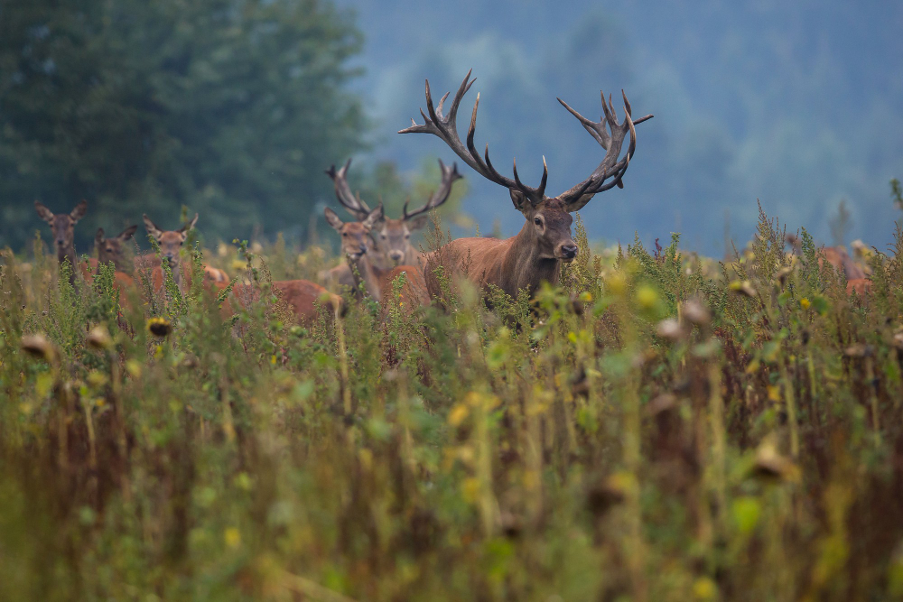 Comfortable Hunting Lodge Accommodations